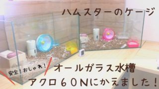 ハムスターが巣箱に引きこもる 出てこない理由と対処法 はむねこメモリアル ハムスターが巣箱に引きこもる 出てこない理由と対処法 はむねこメモリアル