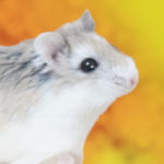 チャップ<br>リン