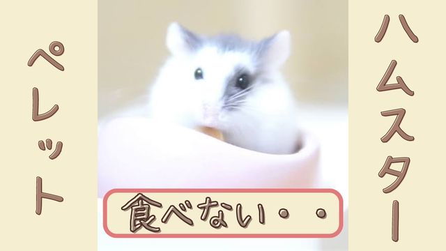 ハムスターがペレットを食べない ７つの理由と対処法 はむねこメモリアル