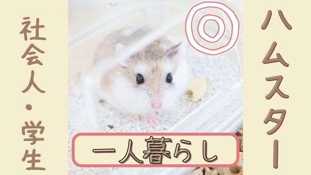 ハムスター 一人暮らしの社会人 学生にオススメの７つの理由 はむねこメモリアル