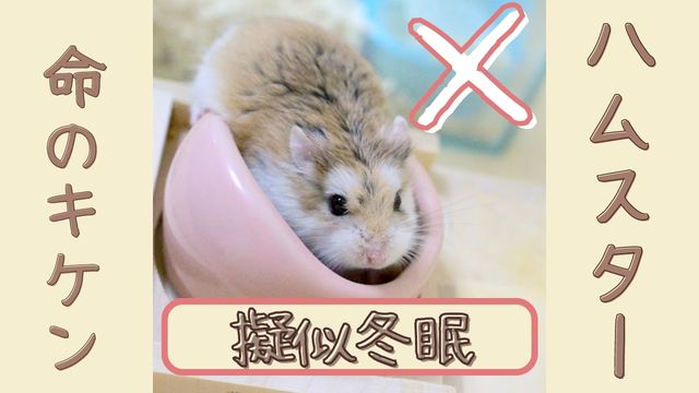 ハムスターの擬似冬眠 回復できる 温度は ４つの原因と対策も はむねこメモリアル