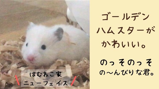 ゴールデンハムスター　ぽっちゃん