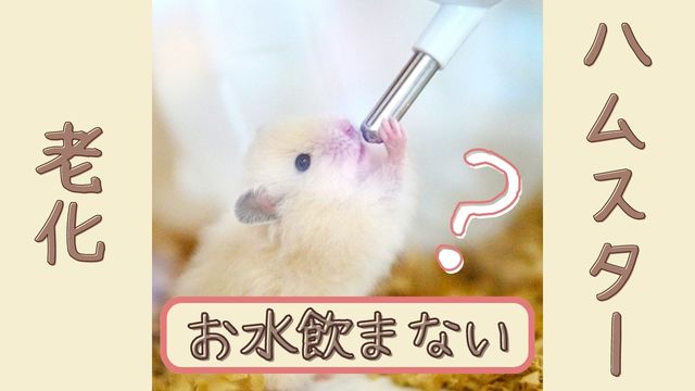 ハムスターの老化 水を飲んでくれないとき エサの工夫と栄養剤 はむねこメモリアル