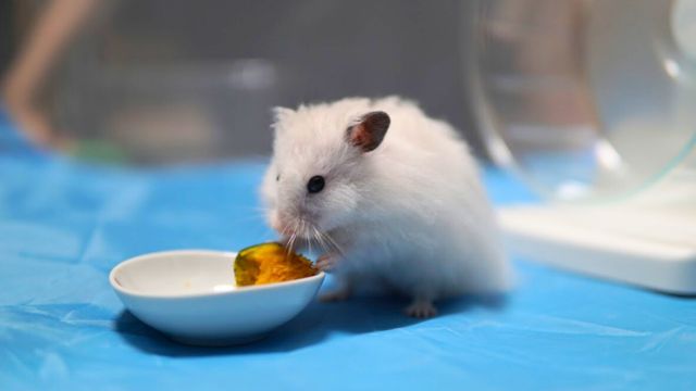 ゴールデンハムスター_なつく